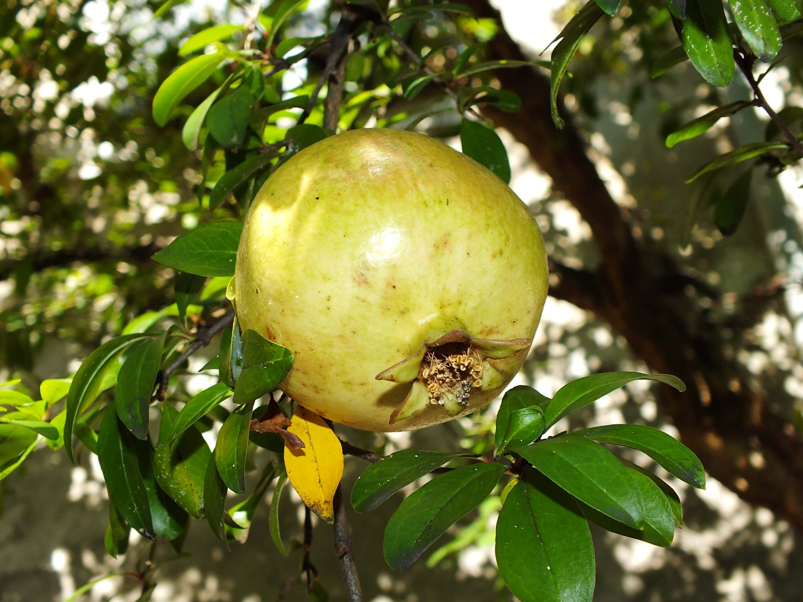 Melograno Vignole