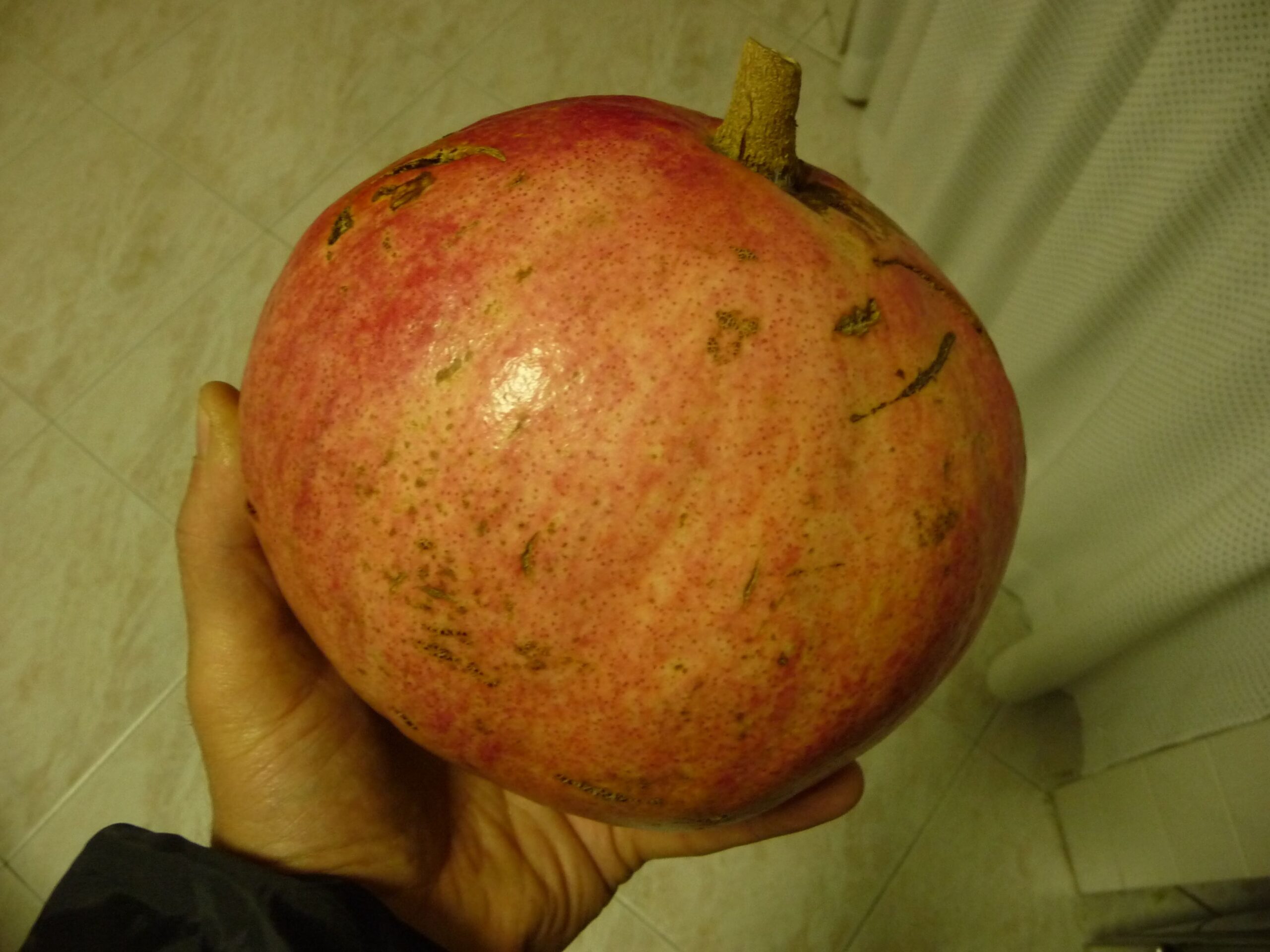 Melograno Gigante San Martino