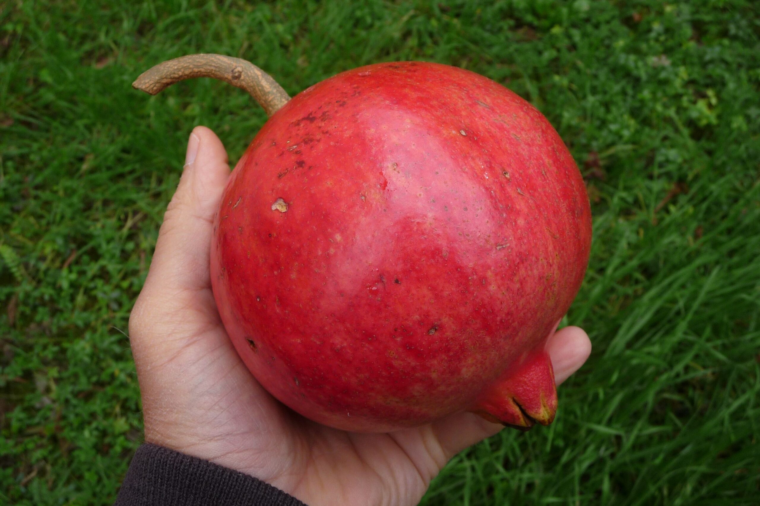 Melograno Venafro