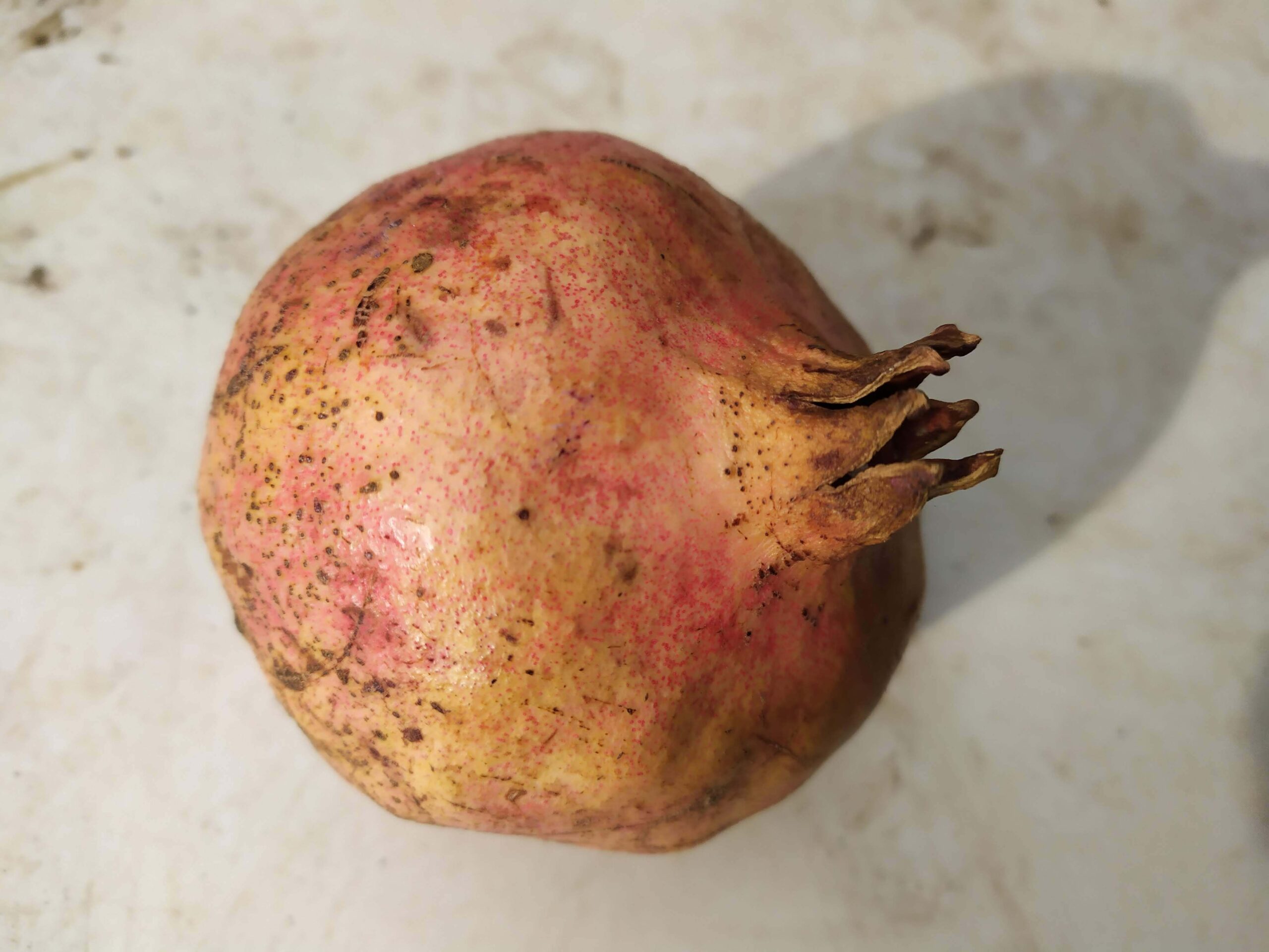 Melograno Calabrese