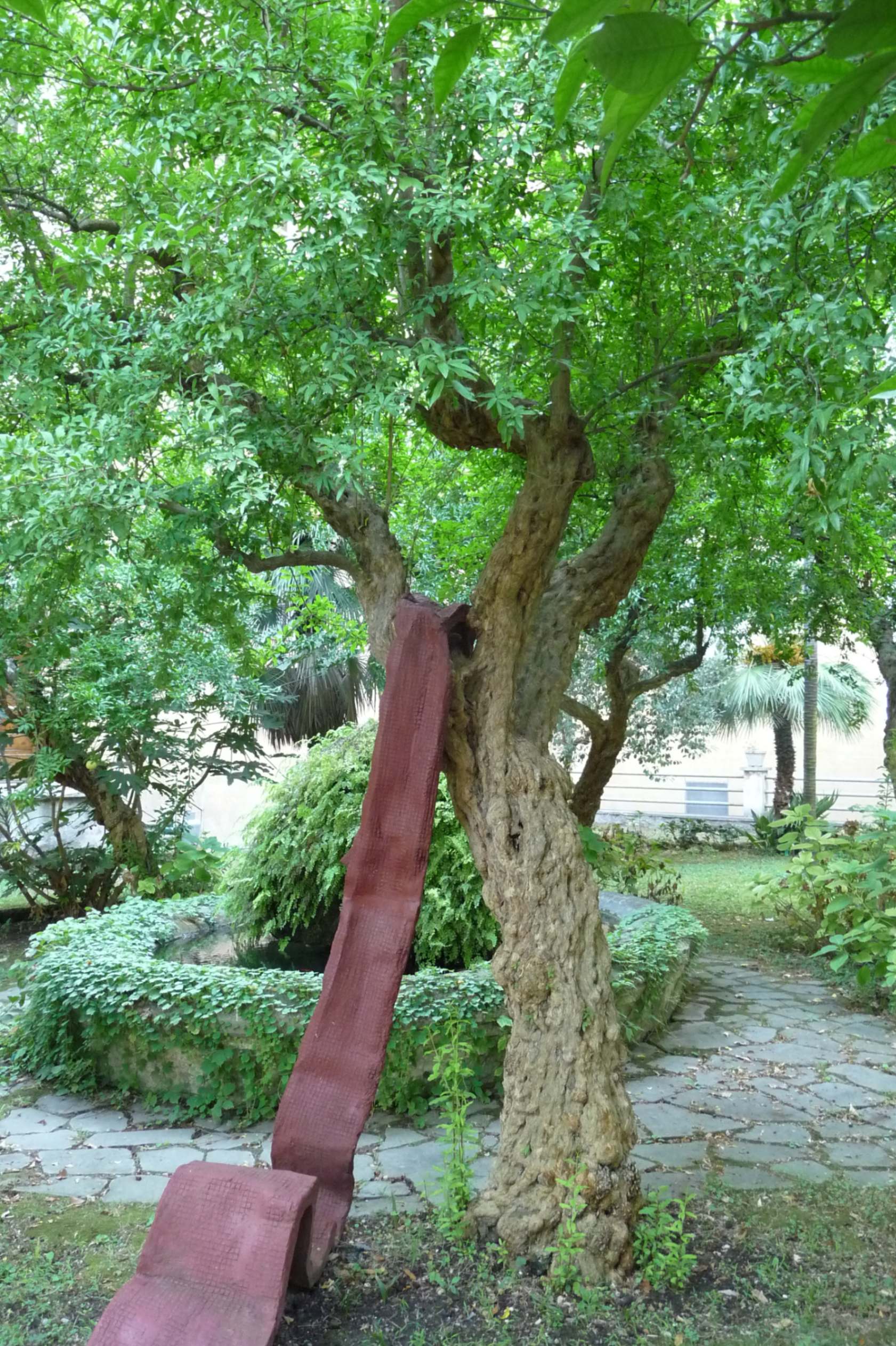 Melograno Scala Santa