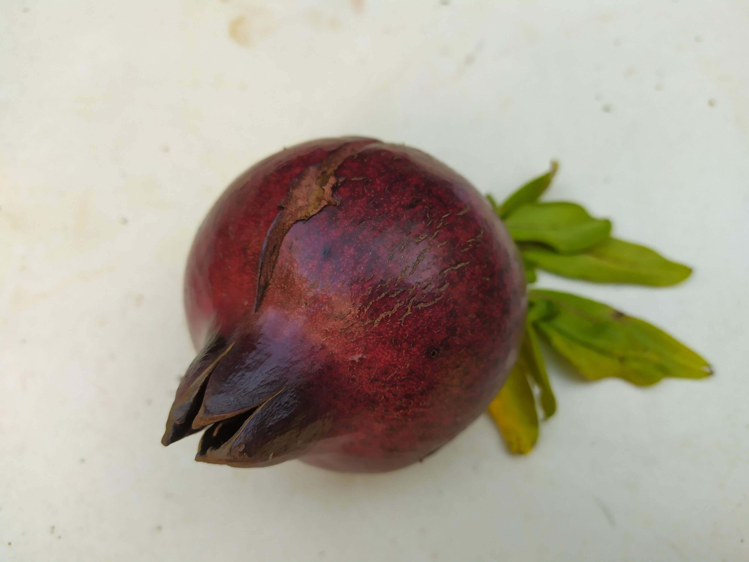 Melograno Nero di Albidona