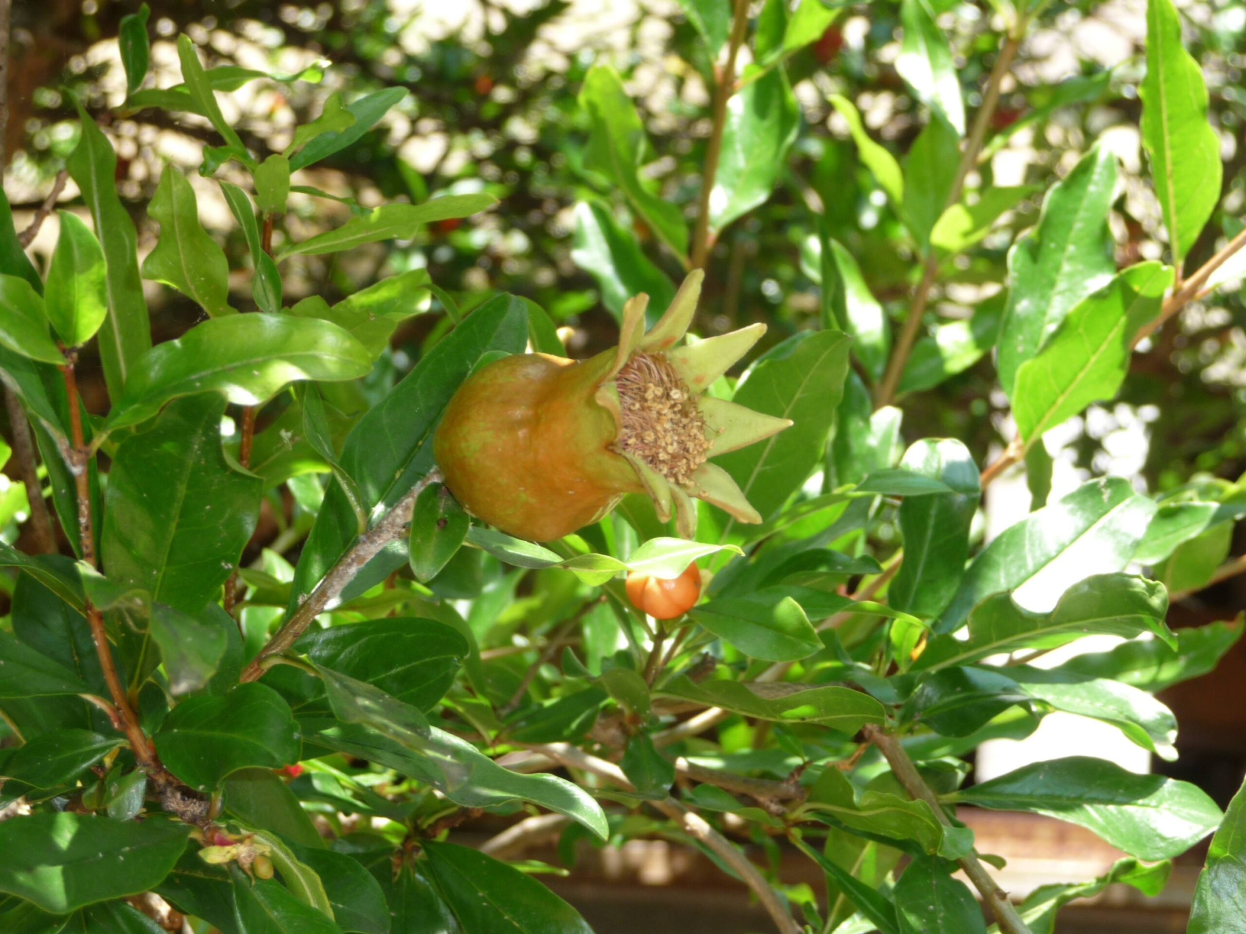 Melograno Orange