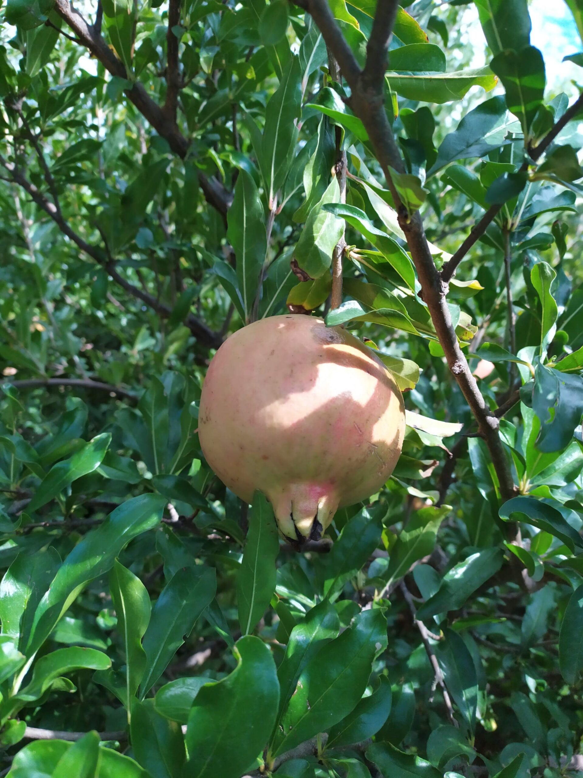 Melograno Albenga