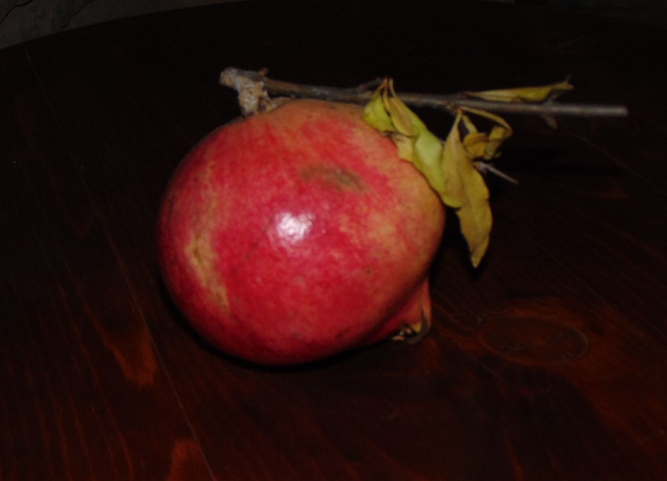 Melograno Antico Romagna