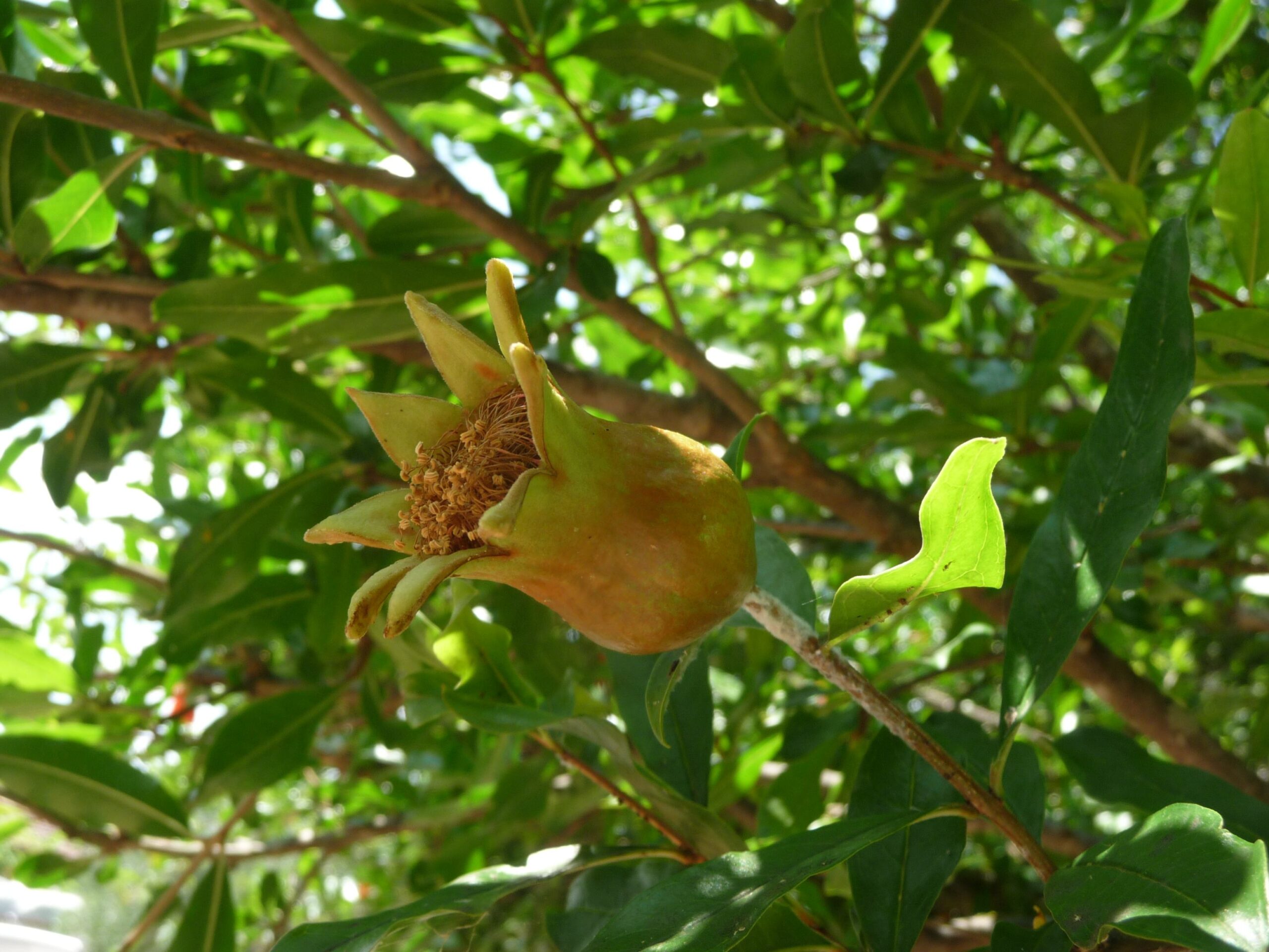 Melograno Saracena
