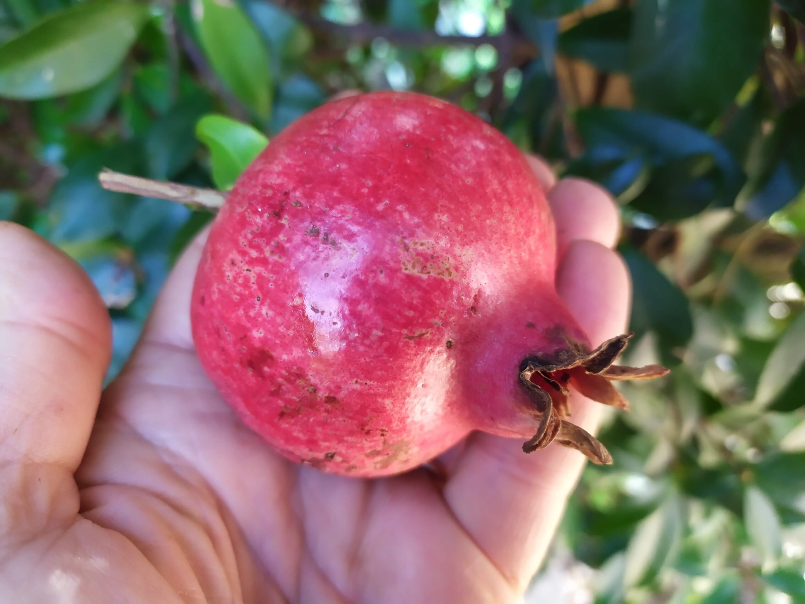 Melograno Ferrandina