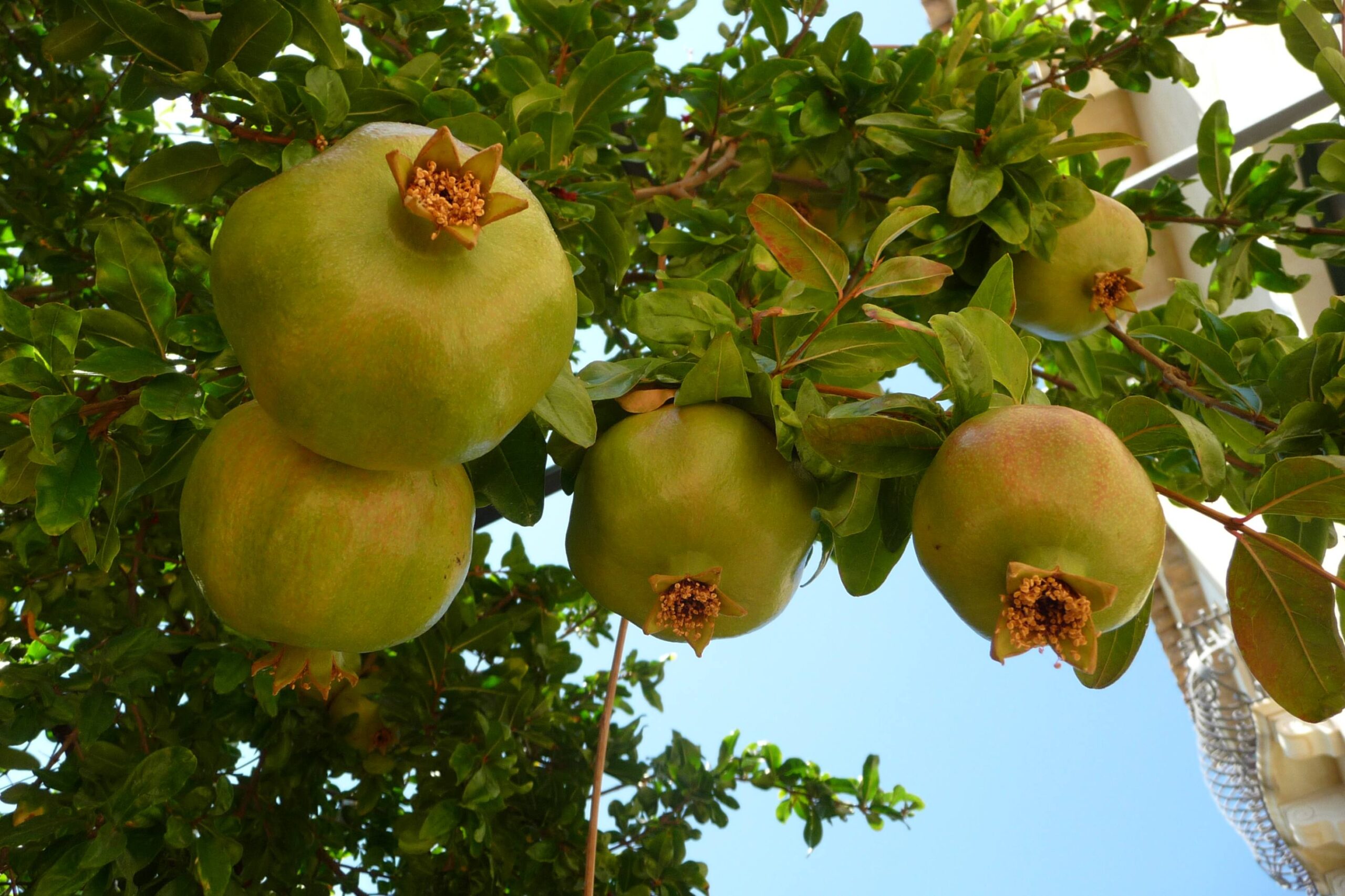 Melograno Taormina