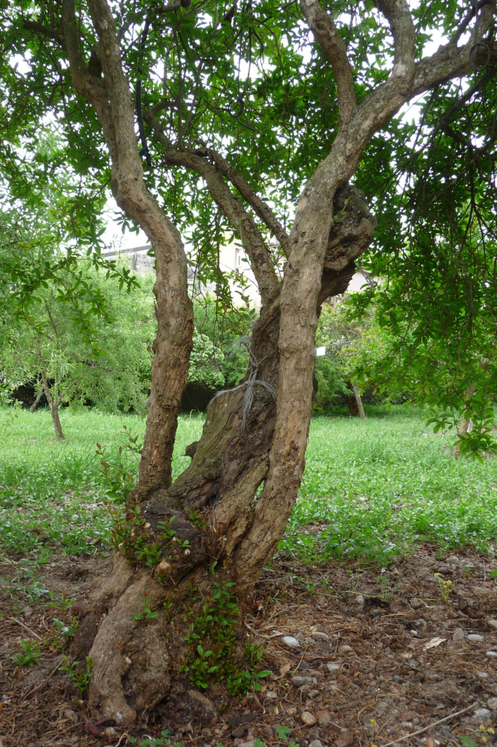 Melograno Villamassargia