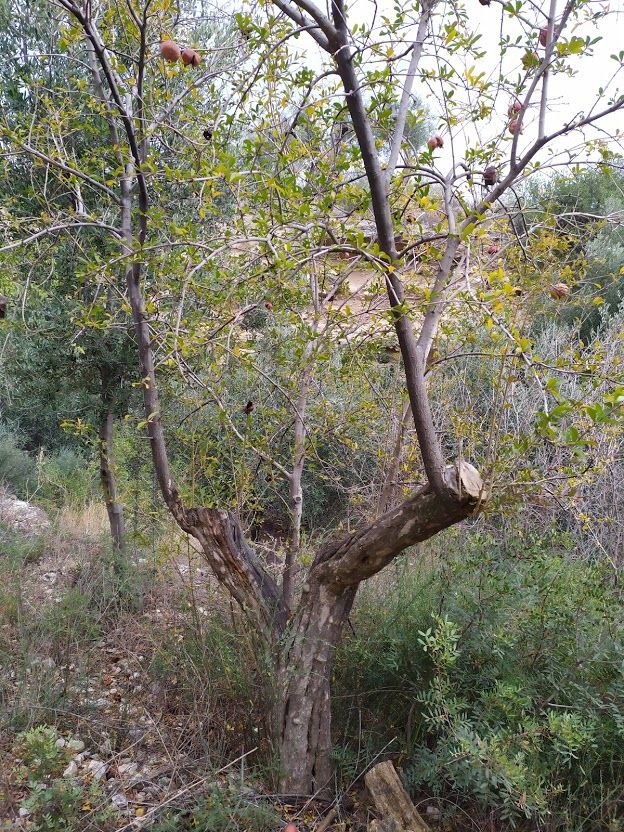 Melograno Manfredonia