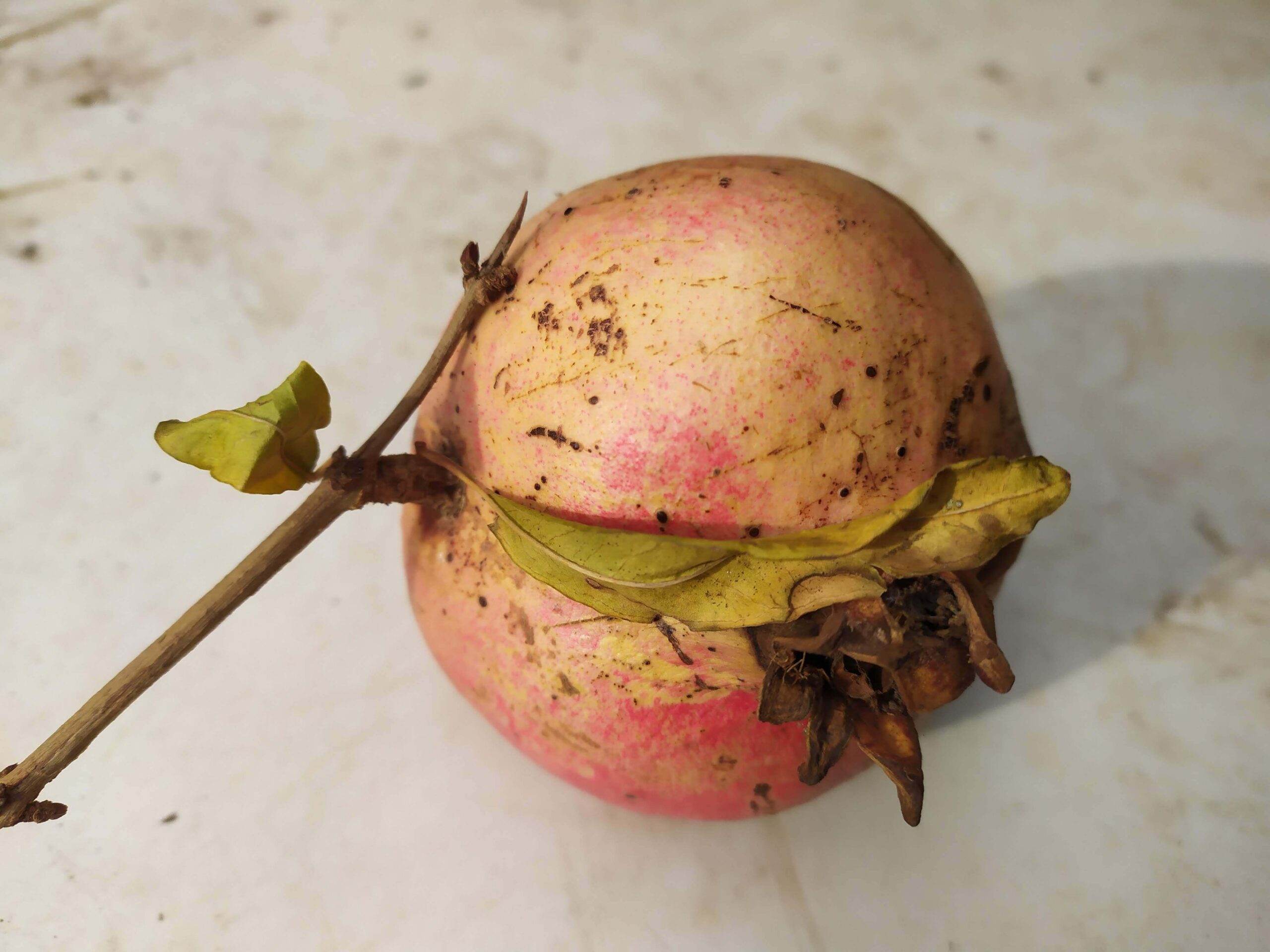 Melograno Gessopalena