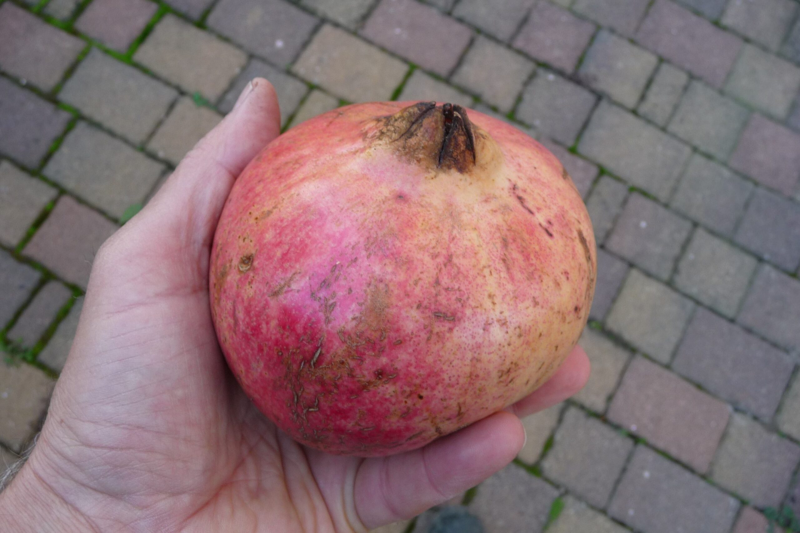 Melograno Dente di cavallo