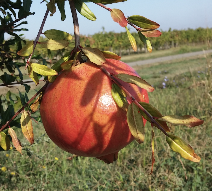 Melograno di Varano de’ Melegari